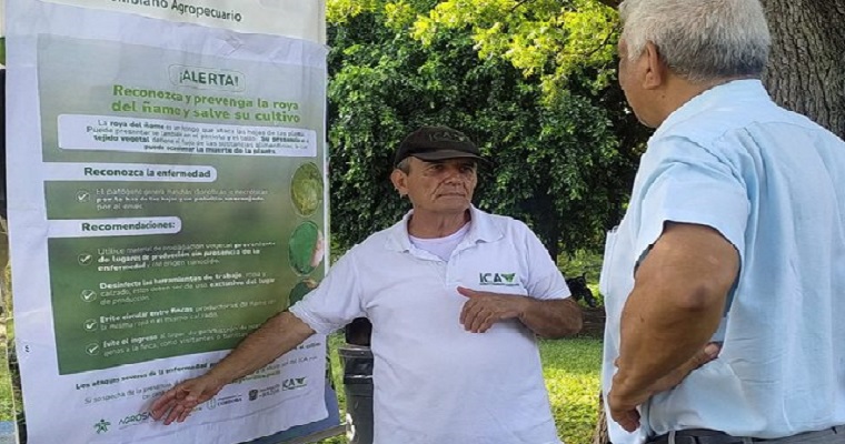 Productores de Los Montes de María se preparan para hacerle frente a la “roya del ñame”
