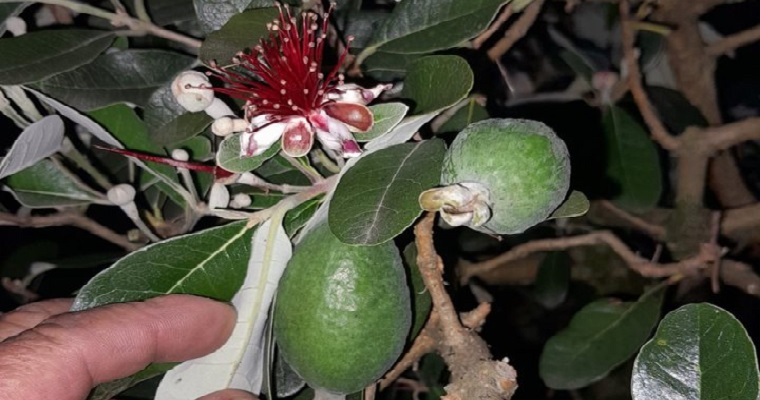 En Duitama se reduce en un 70% la afectación de la mosca del Mediterráneo en cultivos de feijoa con apoyo del ICA