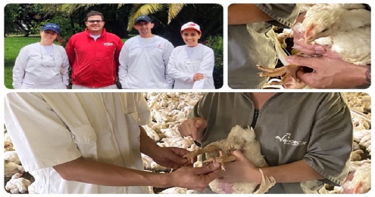 El ICA inició pruebas en campo de la metodología que evaluará el bienestar animal en aves de corral