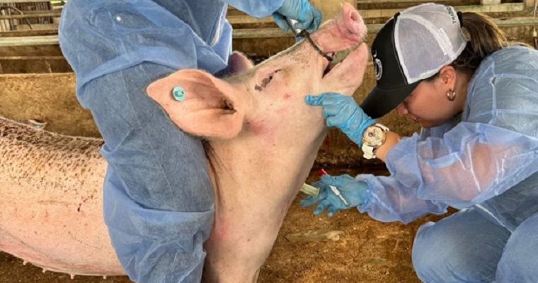 En Caquetá, el ICA refuerza vigilancia epidemiológica para mantener la zona centro-oriente libre de peste porcina clásica