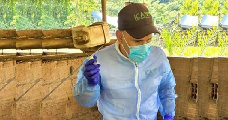 El ICA y Porkcolombia realizan muestreo para demostrar la ausencia de peste porcina clásica en Casanare