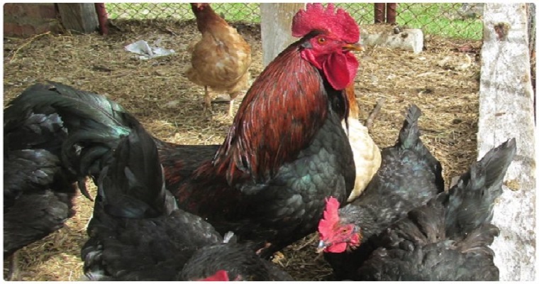 El ICA levantó cuarentena sanitaria en Córdoba por influenza aviar de alta patogenicidad