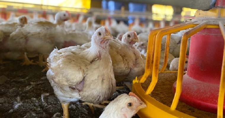 Japón levanta suspensión: Colombia podrá exportar carne de pollo nuevamente al país asiático