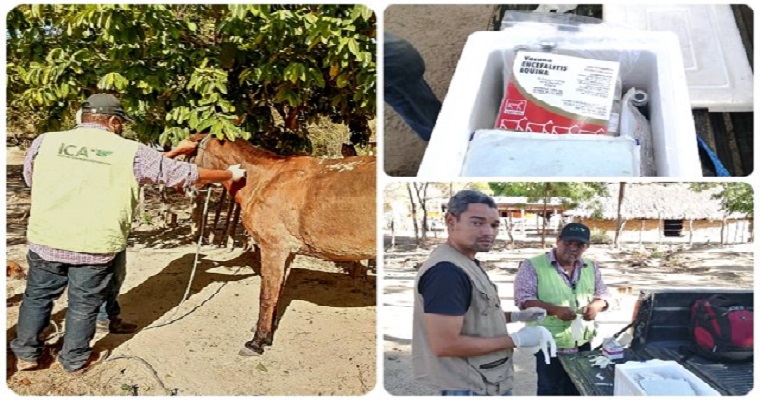 Campaña de vacunación masiva contra la encefalitis equina venezolana en La Guajira