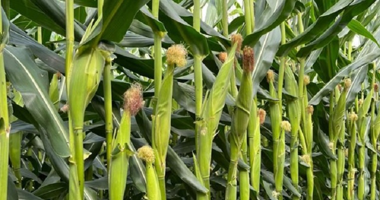 En Meta, el ICA fijó fechas de venta y siembra de semilla para el cultivo de arroz, maíz tecnificado y soya para el segundo semestre de 2024