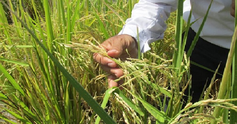 El ICA invita a los productores a registrar la intención de siembra de arroz para el 2024 y contribuir con el fortalecimiento del cultivo y la producción
