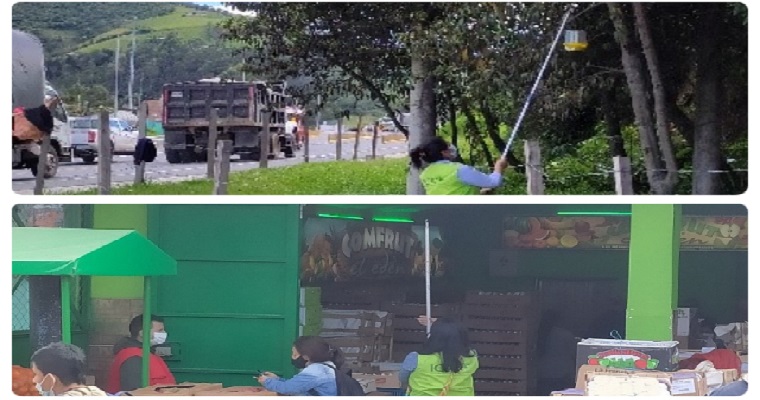 En Nariño, el ICA les pone el ojo a las moscas de la fruta