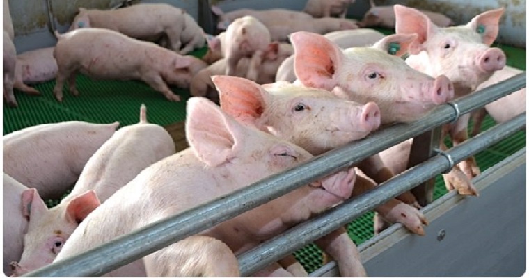 La carne porcina colombiana podrá ser exportada al mercado cubano