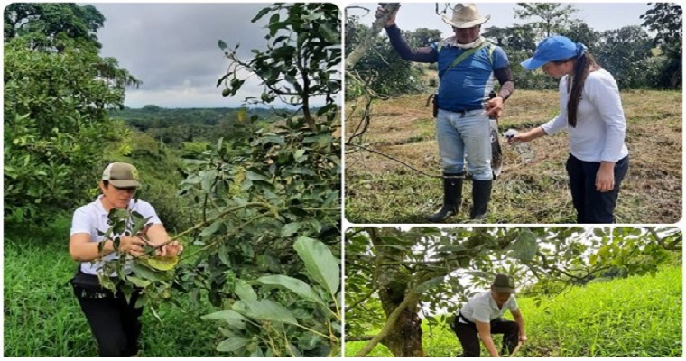 El ICA intensifica actividades de diagnóstico fitosanitario en cultivos de aguacate Hass en Quindío