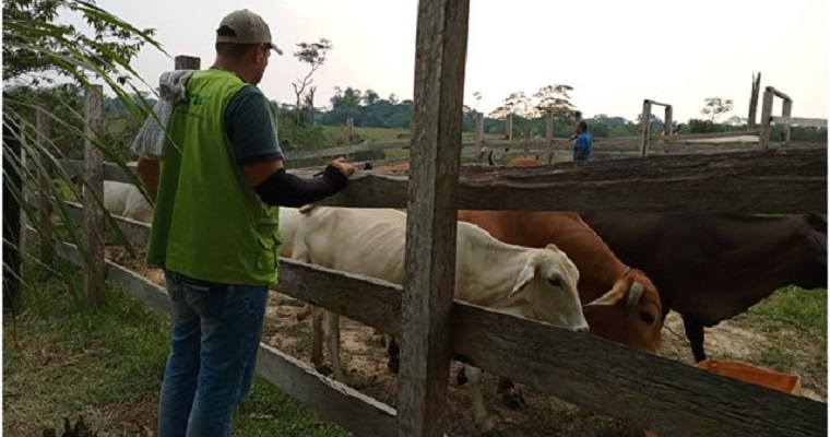 El ICA y ganaderos del Vaupés se unen para prevenir la fiebre aftosa y la brucelosis bovina
