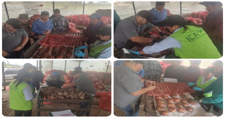 Jornadas de inspección fitosanitaria en cultivos de papa en Boyacá