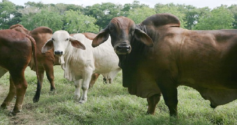 Para mantener el estatus de país libre de fiebre aftosa con vacunación, el ICA inicia muestreo de vigilancia en predios ganaderos