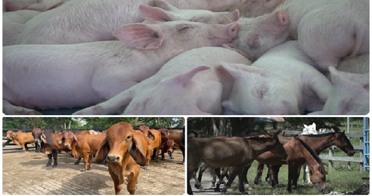 Cuba permitirá el acceso sanitario de 12 nuevos productos del sector agropecuario colombiano