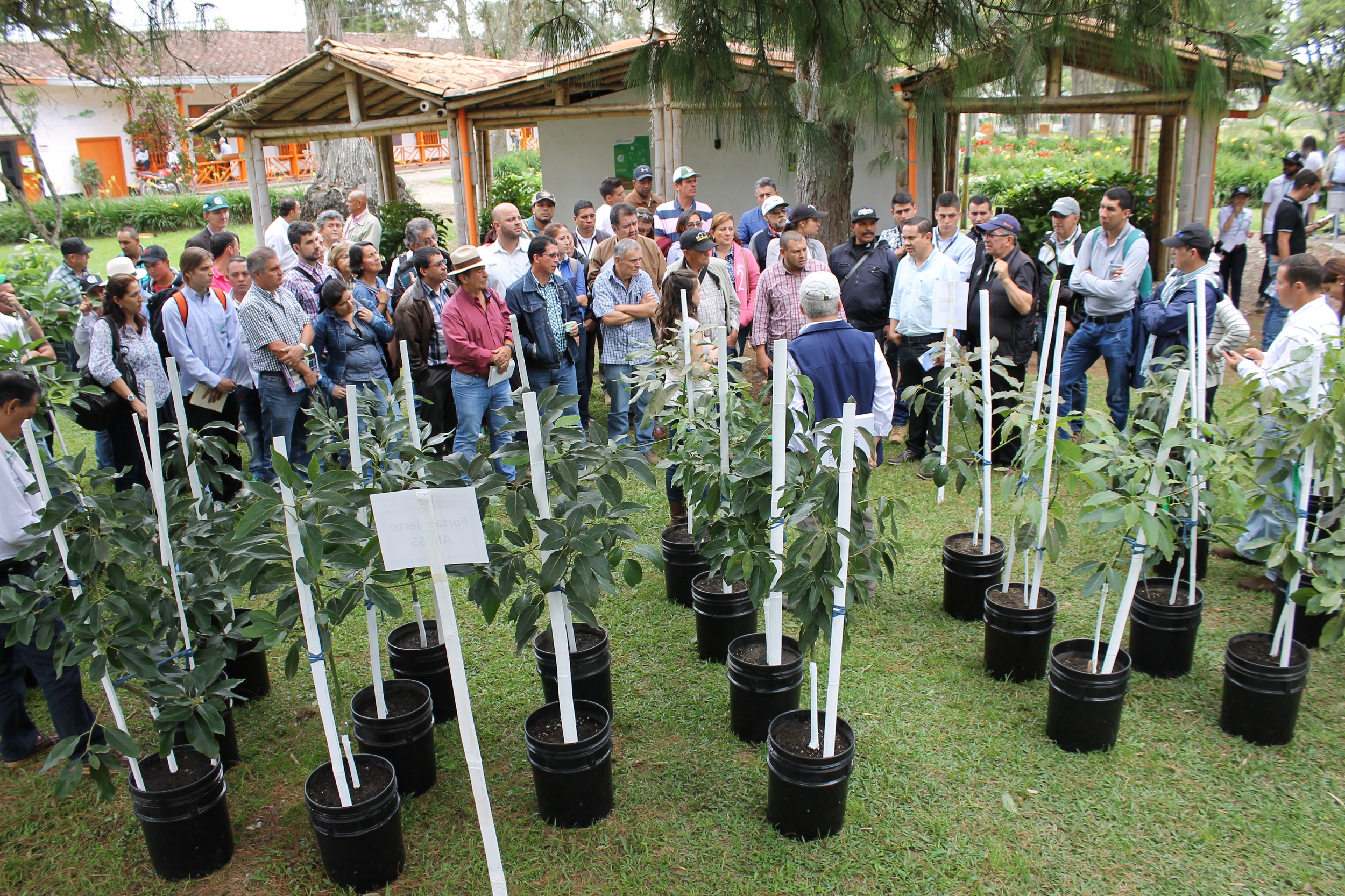 Corpoica presentó los avances del macroproyecto “Desarrollo tecnológico, productivo y comercial del aguacate en Antioquia” - 02 de Diciembre de 2015