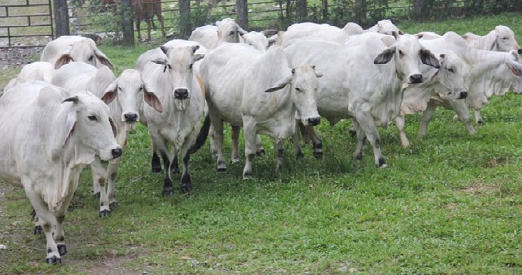 Nueva normativa para la prevención y control de la rabia de origen silvestre prioriza la vida de las personas y de los animales