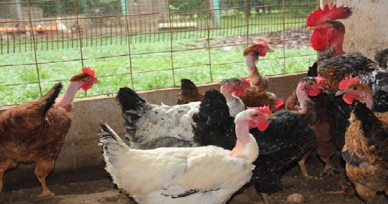 Colombia erradica la totalidad de los focos de influenza aviar