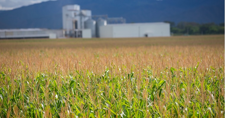 Gobierno nacional y sector maicero avanzan en la construcción del futuro del maíz de Colombia