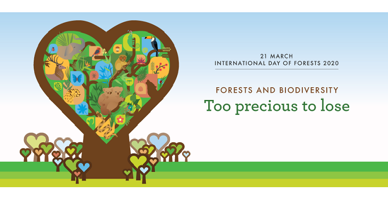 Una Alianza para los árboles: Por qué la biodiversidad forestal es “demasiado preciosa para perderla”
