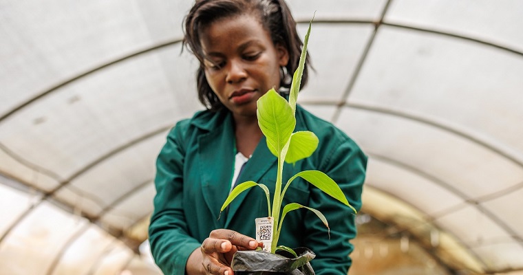 El nuevo informe insignia del CGIAR ayudará a los tomadores de decisiones a transformar los sistemas alimentarios, de tierra y de agua