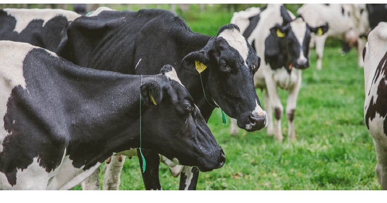 Con programa de apoyo a la comercialización se busca reactivar compra de leche en varias regiones del país