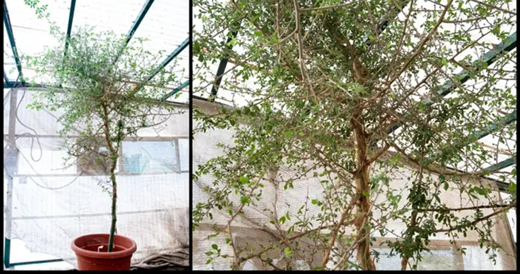 Una planta bíblica renace tras mil años dormida