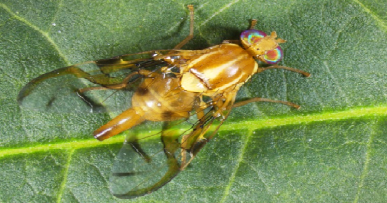 El ICA es pionero en el desarrollo del ensayo de aptitud para identificación de moscas de las frutas