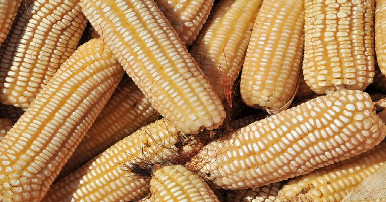 La inteligencia artificial y los conocimientos de los agricultores ayudan a incrementar los rendimientos del maíz