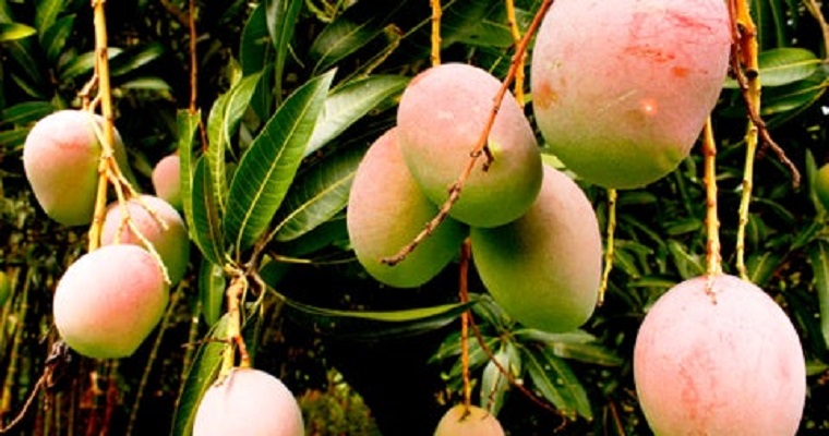 El mango colombiano recibió luz verde para ingresar al mercado de Estados Unidos