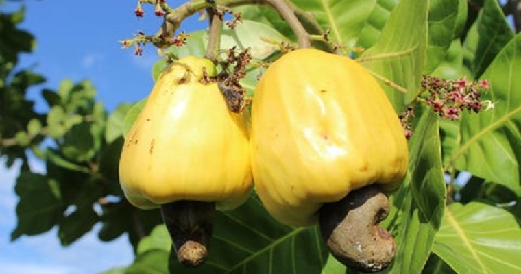 Productores buscan sembrar marañón en la región caribe con acompañamiento de Agrosavia