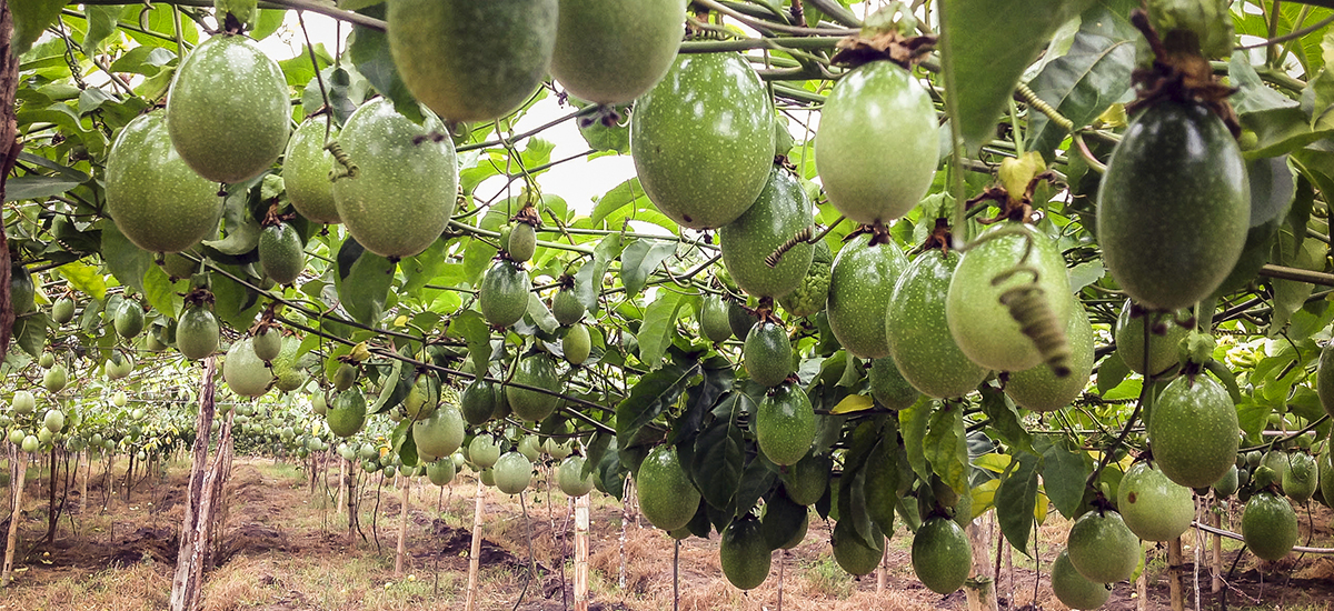 Colombia será anfitrión del Congreso mundial de pasifloras el próximo año - 11 de octubre de 2016