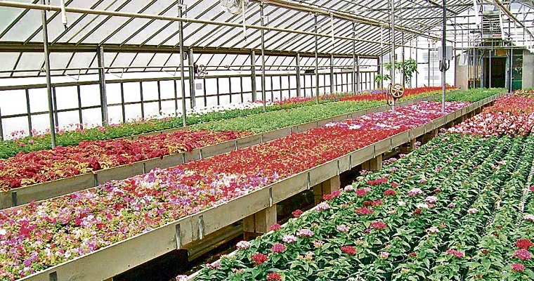 Convenio para mejorar la calidad de cultivos de flores en la región