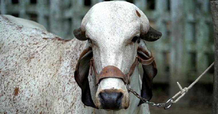 En el Ciclo I contra fiebre aftosa se ha vacunado 6,7 millones de bovinos en el país