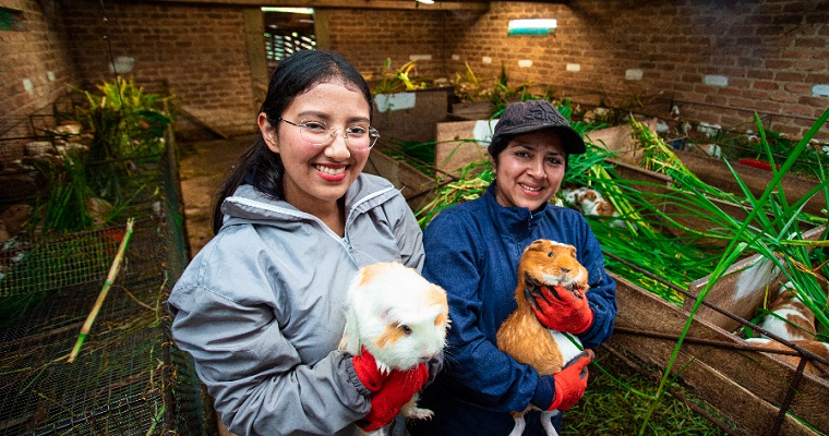 Los cuyes nariñenses: un proyecto familiar y comunitario