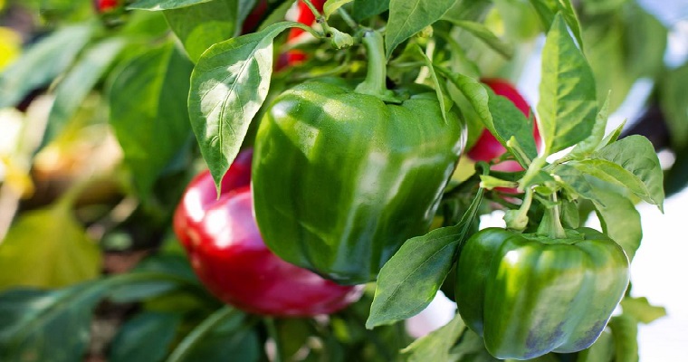 Obtienen sustancias que mejoran la producción de los cultivos de forma natural