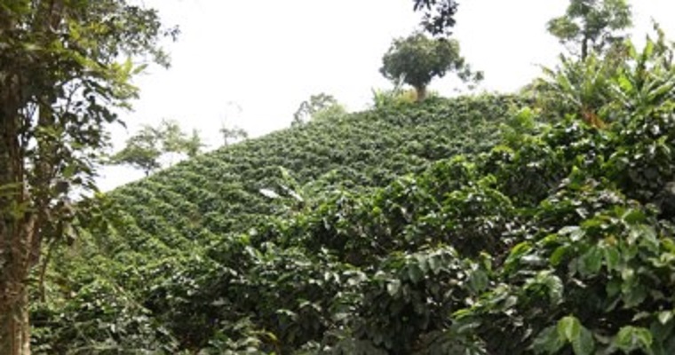 Producción de café de Colombia alcanza 868.000 sacos en enero
