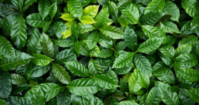 Starbucks y la Federación Nacional de Cafeteros de Colombia entregan más de 55 millones de plántulas de café a través de un innovador programa de renovación