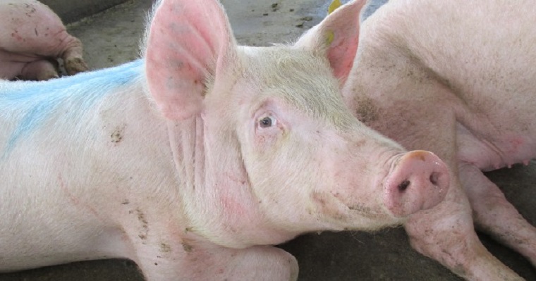 El ICA prohibió el ingreso de la especie porcina a Agroexpo 2019, y ajustó los requisitos sanitarios para la entrada de bovinos a la feria