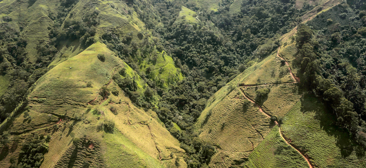 Se oficializa Resolución 0579 que traza los criterios en torno al tema del cannabis medicinal - 20 de septiembre de 2017