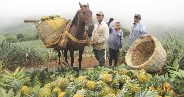 Segundas cosechas de piña Gold serían de alta calidad y rentabilidad