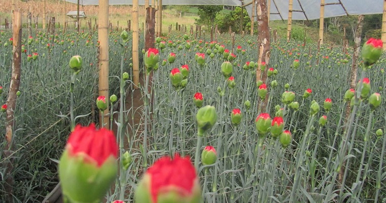 Proteínas blindan el clavel contra ataque de hongos