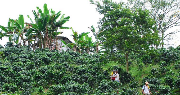 Bioaceite mejoraría combustibles de avión obtenidos con aceite de cocina usado