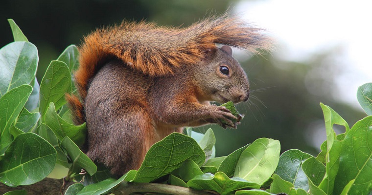 Guía práctica de bioindicadores facilitará preservación de los recursos naturales