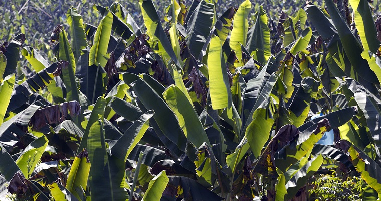 Biotecnólogos lideran batalla genética contra la enfermedad que más afecta al banano