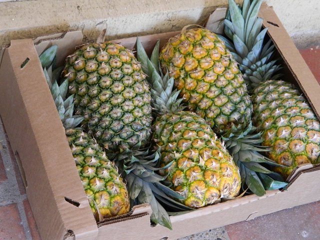 La piña colombiana obtiene admisibilidad al mercado argentino