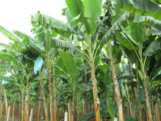 Cultivadores de plátano y banano del Amazonas, trabajan para mejorar la sanidad en sus cultivos