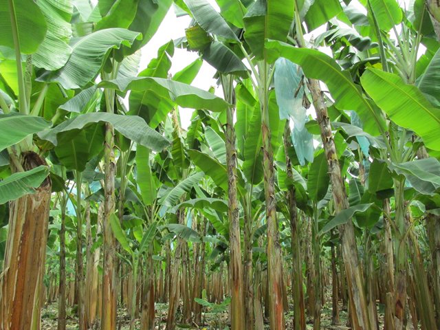El ICA realizó taller sobre manejo agronómico de cultivos de plátano y banano en Guaviare