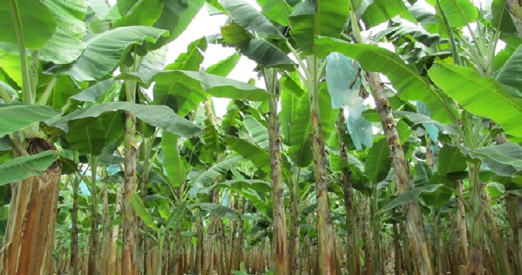 El ICA firmó convenios de asociación con Augura y Asbama, para prevención y manejo del Fusarium R4T