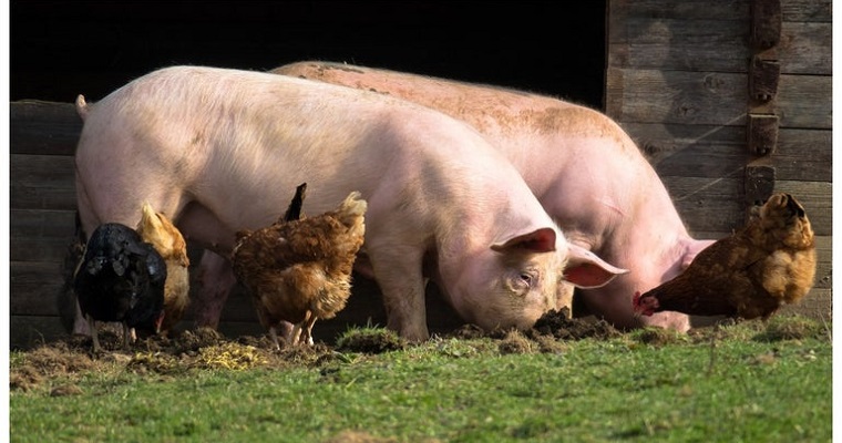 Avicultores y porcicultores se adentran en el modelo de ventas de productos online