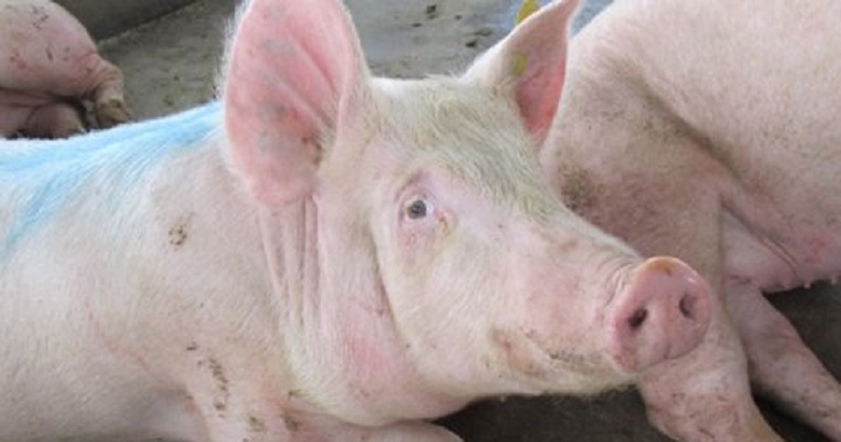 Con vigilancia mantienen estatus sanitario del Vaupés como libre de peste porcina clásica