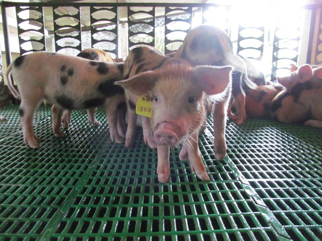 El ICA verifica la inocuidad de la producción porcícola chocoana